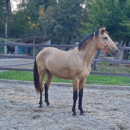 Repos Rouge-Plaisir Au Milieu Des Chevaux Daire Kembs Dış mekan fotoğraf